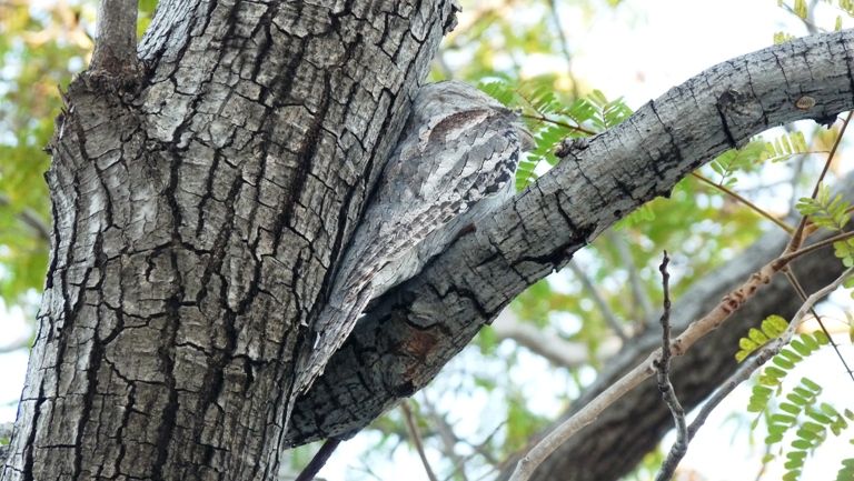 Tawny Frogmouth - Froschmauleule